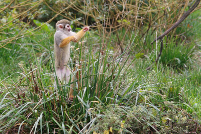 Little monkey, PhotographyVoice