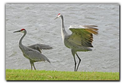 The Sandhill Cranes