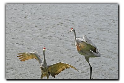 The Sandhill Cranes at the dance.