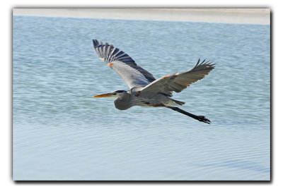 The Great Blue Heron flies.