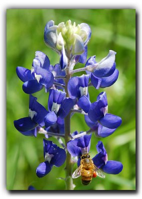 Busy Bee @ Cedar Hill SP