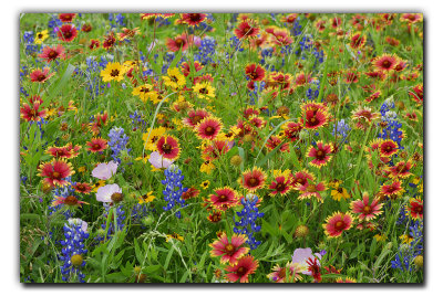 Wildflower Mix @ La Grange TX
