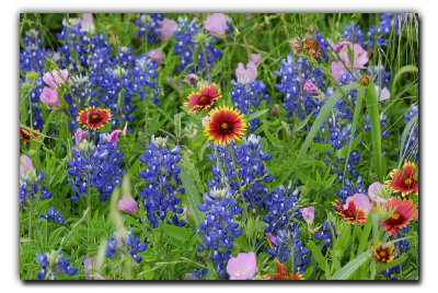 Wildflower Mix @ La Grange TX