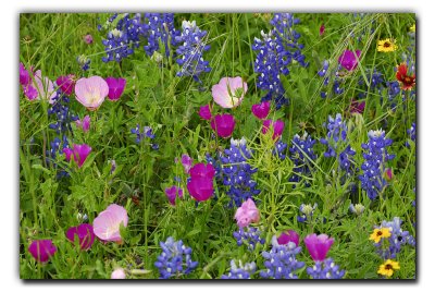 Wildflower Mix @ La Grange TX