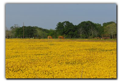 Field of Gold near Columbus TX