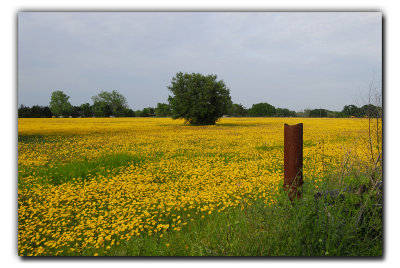 Field of Gold near Columbus TX