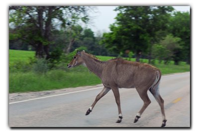 Hungry Deer near Columbus TX