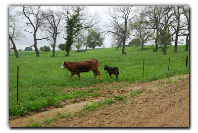 Mom & junior, Pilcik Rd, near Industry TX
