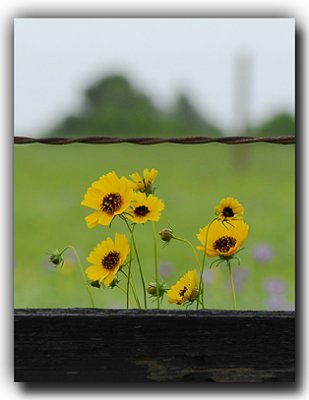 Fence & Flowers, Brenham TX
