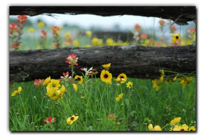 Fence & Flowers, near Independence TX