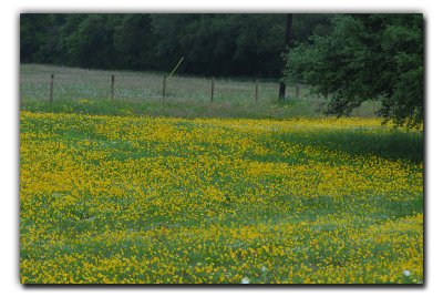 Field of Coreopsis, near Columbus TX