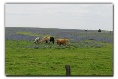 Along Warmke Rd, near Industry TX