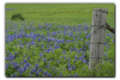 Bluebonnet Vista, near Industry TX