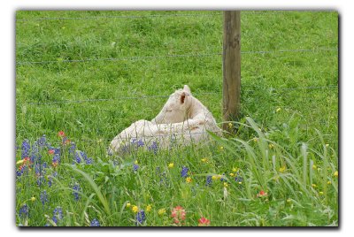 Nap Time, near Induxtry TX