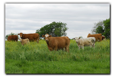 The Herd, near Ennis TX
