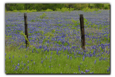 Field of Blue, near Ennis TX