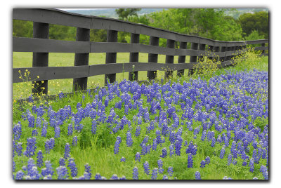 Along FM 660, near Bristol TX