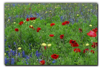 Poppies etc, Sugar Ridge Rd, near Bristol TX