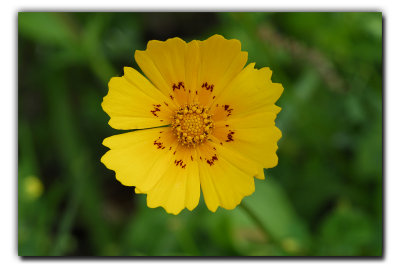 Coreopsis ?, near Columbus TX