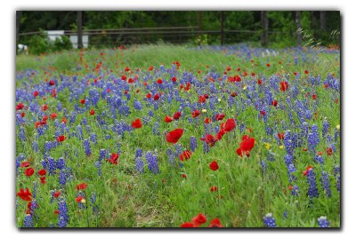Poppies in the wind, Sugar Ridge Rd