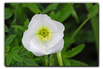 Primrose ?, near Ennis TX
