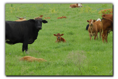 Chilling Cows, near Ennis TX