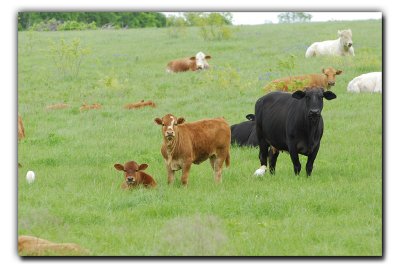 Chilling Cows, near Ennis TX