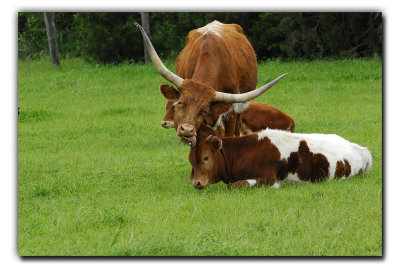 Longhorn TLC, near Ennis TX