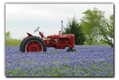 Me Too, near Ennis TX