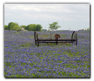 Where did the horses go, near Ennis TX