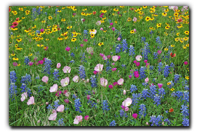 Wildflower Mix @ La Grange TX