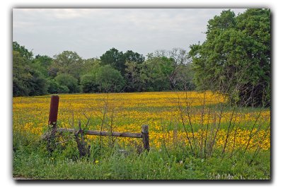 Field of Gold, near Columbus TX