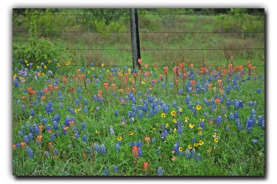 Wildflower mix, near Brenham TX