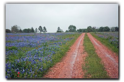 Field of Blues, near Industry TX