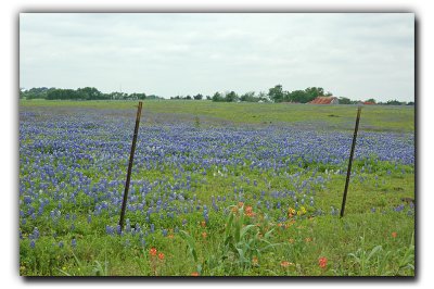 Bluebonnet Vista, near Industry TX