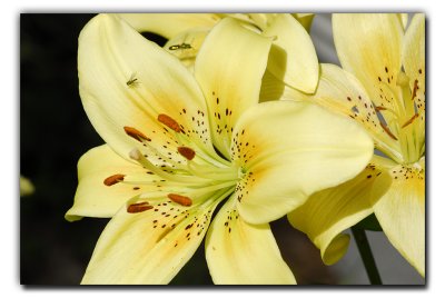 One of Mom's Day Lilies