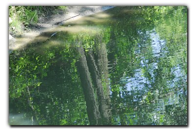 Creek Reflection