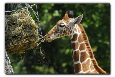 I know, don't eat the wire basket