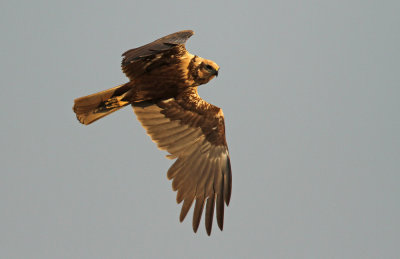 Bruine Kiekendief - Marsh Harrier