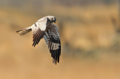 Grauwe Kiekendief - Montagu's Harrier
