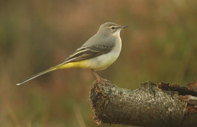 Grey wagtail - Motacilla cinerea