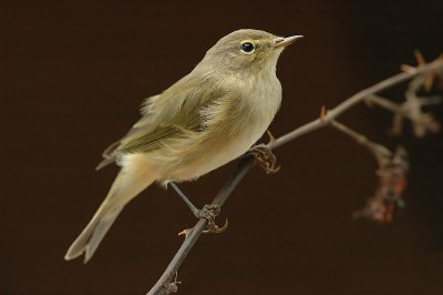 Chiffchaff - Phylloscopus collybita