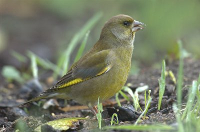 Greenfinch - Carduelis chloris