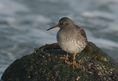 Purple sandpiper - Calidris maritima -