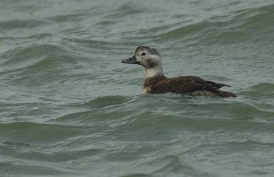 Long-tailed duck - Clangula hyemalis