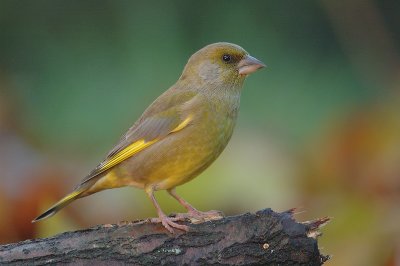 Greenfinch - Carduelis chloris
