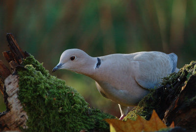 Collared dove - Streptopelia decaocto