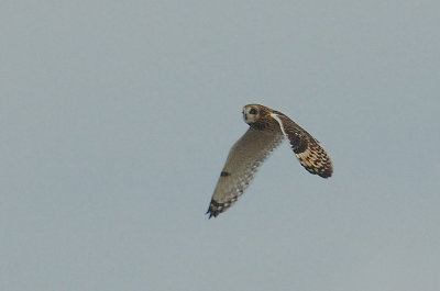 Short-eared owl - Asio flammeus, 15/11/06
