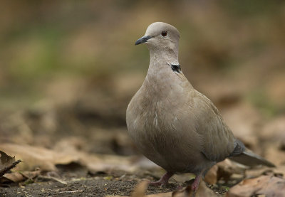 Collared dove - Streptopelia decaocto