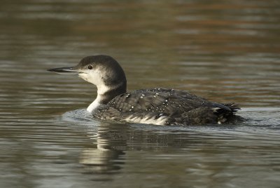 Great northern diver - IJsduiker - Gavia immer